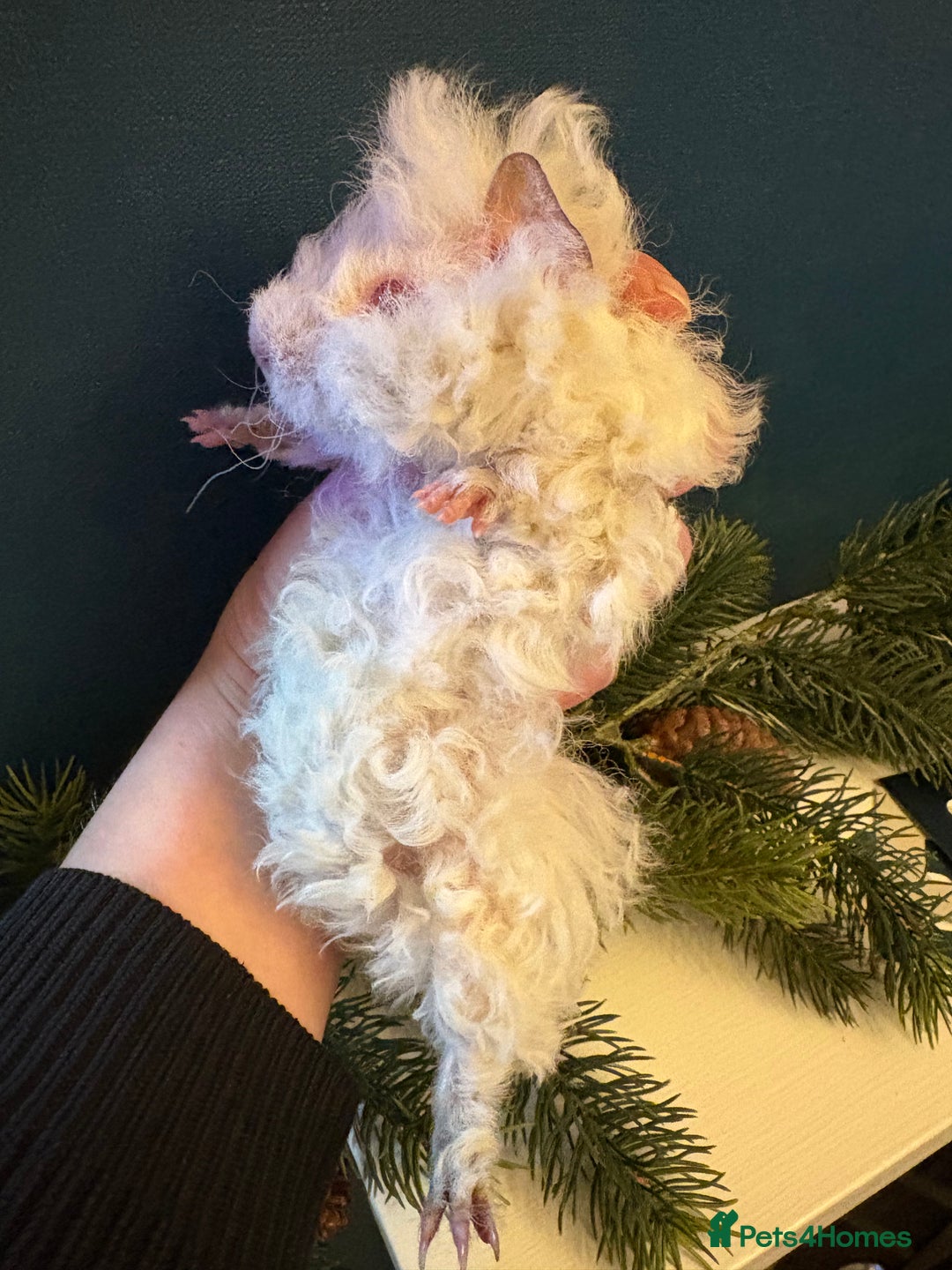 Guinea Pig rodents for sale: Himalayan Lunkarya boar  - Advert 4