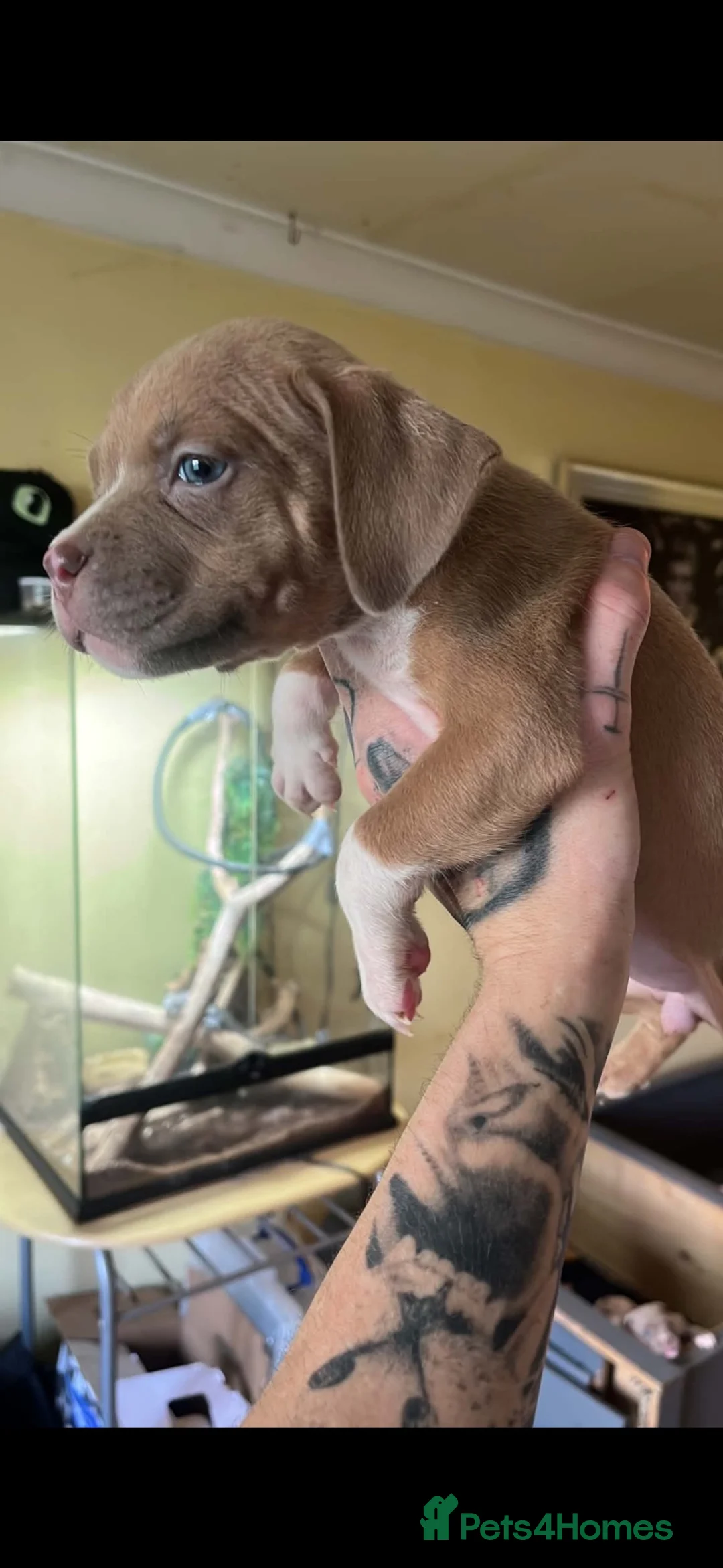 Mixed Breed dogs for sale: 4 females ready for a forever home  - Advert 2