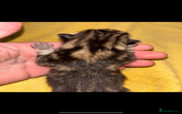 Mixed Breed cats for sale: Kittens, stunning litter of fur babies  - Image 5