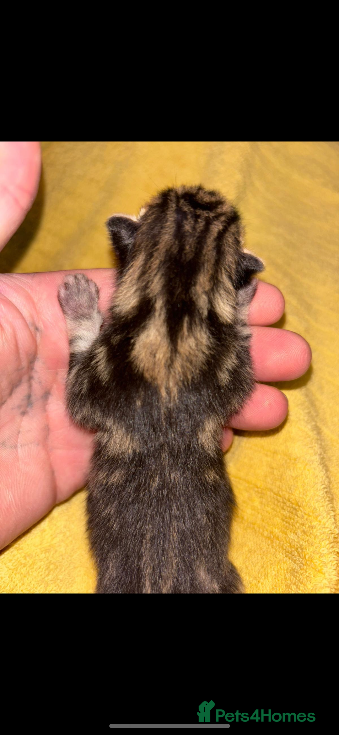 Mixed Breed cats for sale: Kittens, stunning litter of fur babies  - Image 5