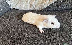 Guinea Pig rodents for sale: Make guinea pigs - Image 3