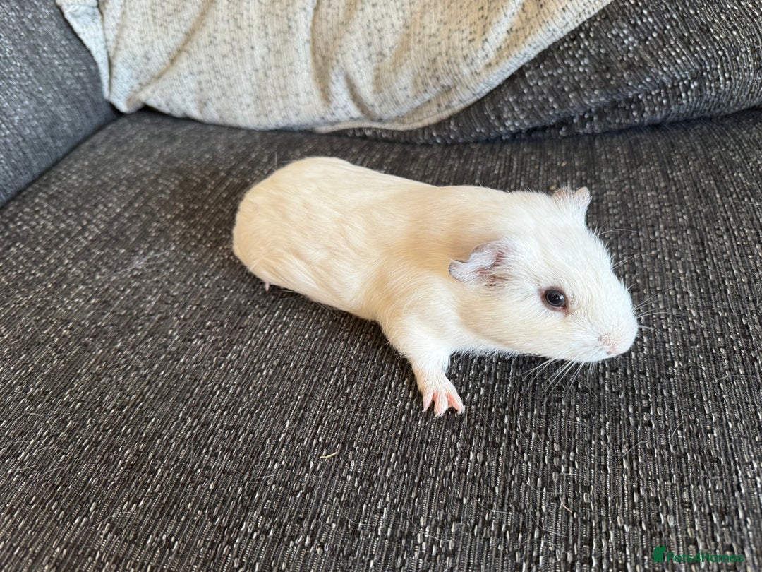 Guinea Pig rodents for sale: Make guinea pigs - Image 3