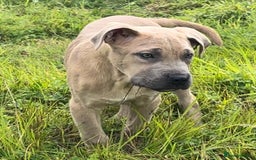 Mixed Breed dogs for sale: Cane Corso/Presa Canario Molloser dogs  - Image 9