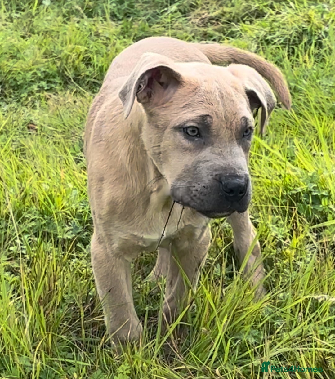 Mixed Breed dogs for sale: Cane Corso/Presa Canario Molloser dogs  - Image 9