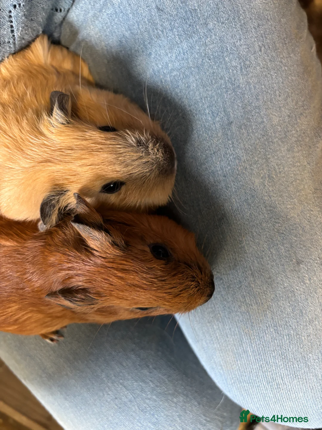 Guinea Pig rodents for sale: Lovely guinea pigs  - Advert 2