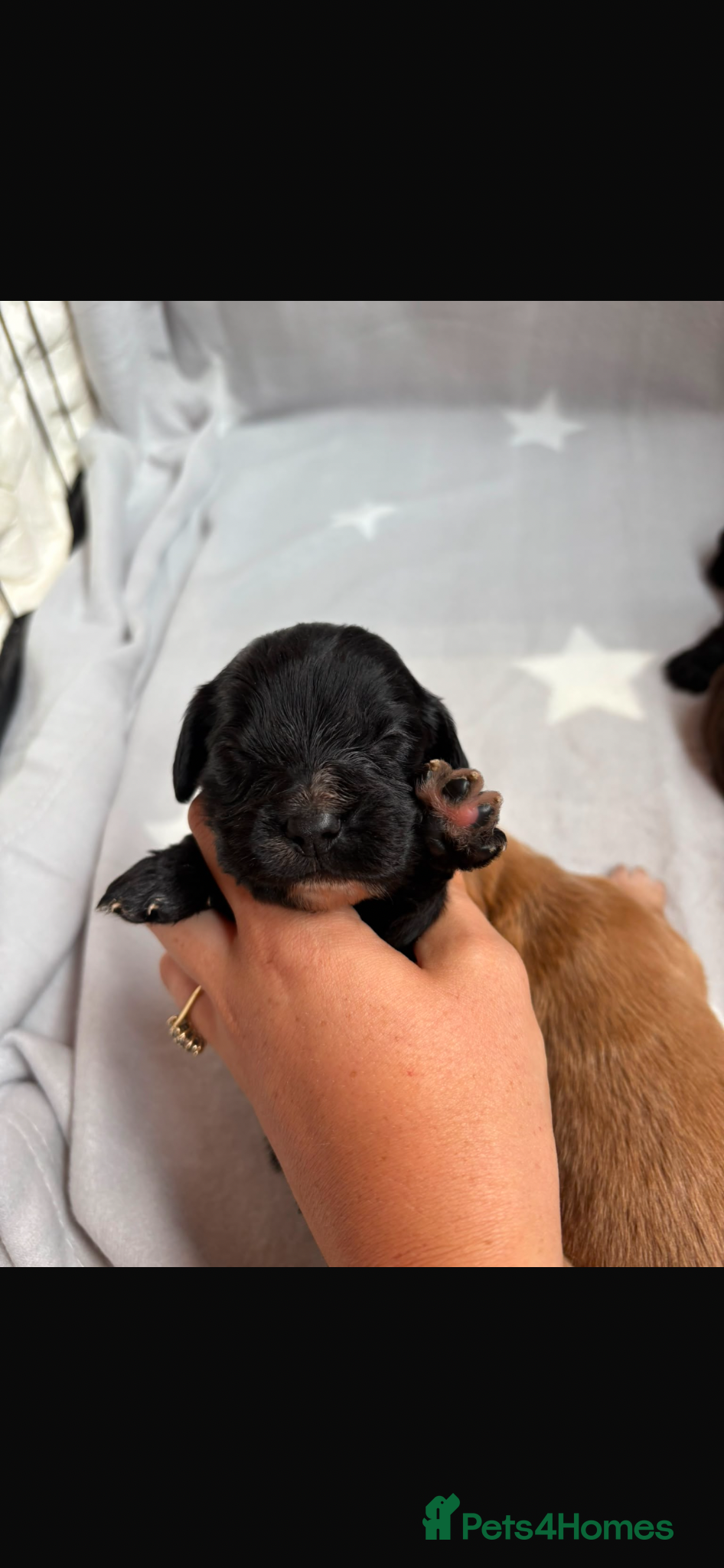 Cocker Spaniel dogs for sale: Beautiful working cocker spaniels  - Advert 7