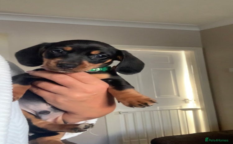 Miniature Dachshund dogs - Advert 2