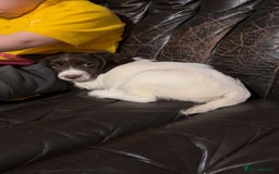 English Springer Spaniel dogs for sale: Working springer spaniel pup - Image 3