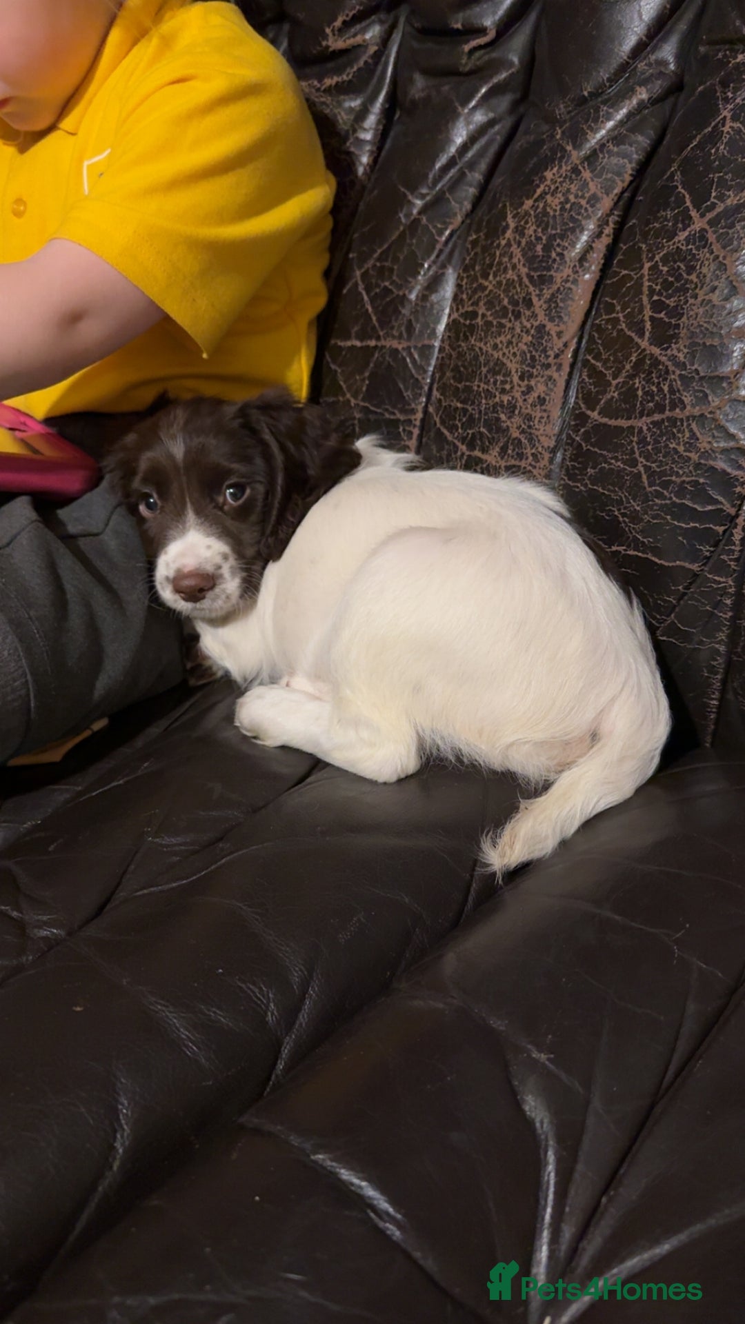 English Springer Spaniel dogs for sale: Working springer spaniel pup - Image 3