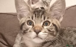 Savannah cats for sale: Stunning Savannahx Maine coons - Image 1