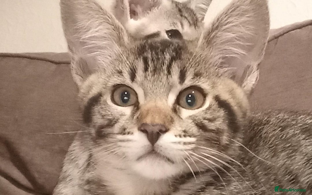 Savannah cats for sale: Stunning Savannahx Maine coons - Image 1