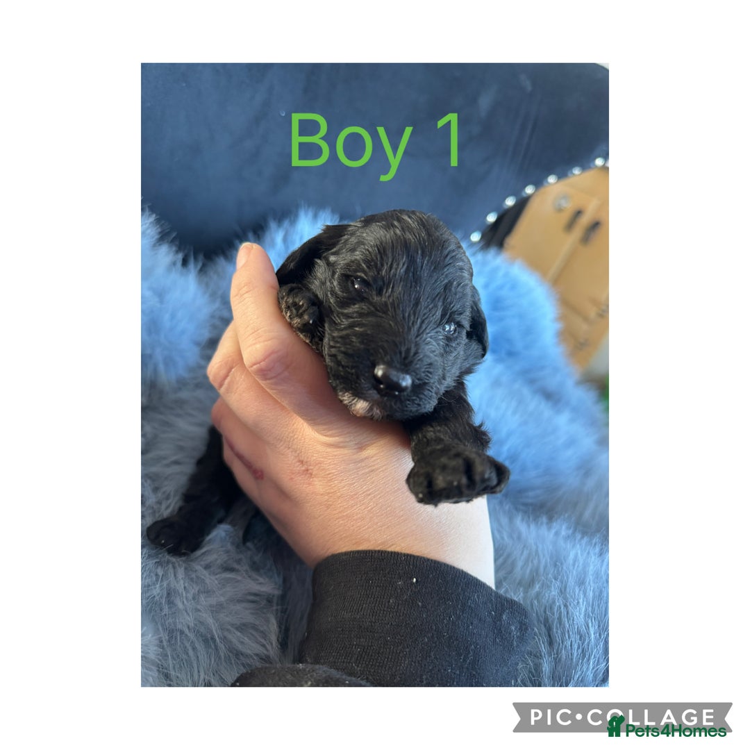 Sheepadoodle dogs for sale: Micro mini Sheepadoodles  - Advert 3