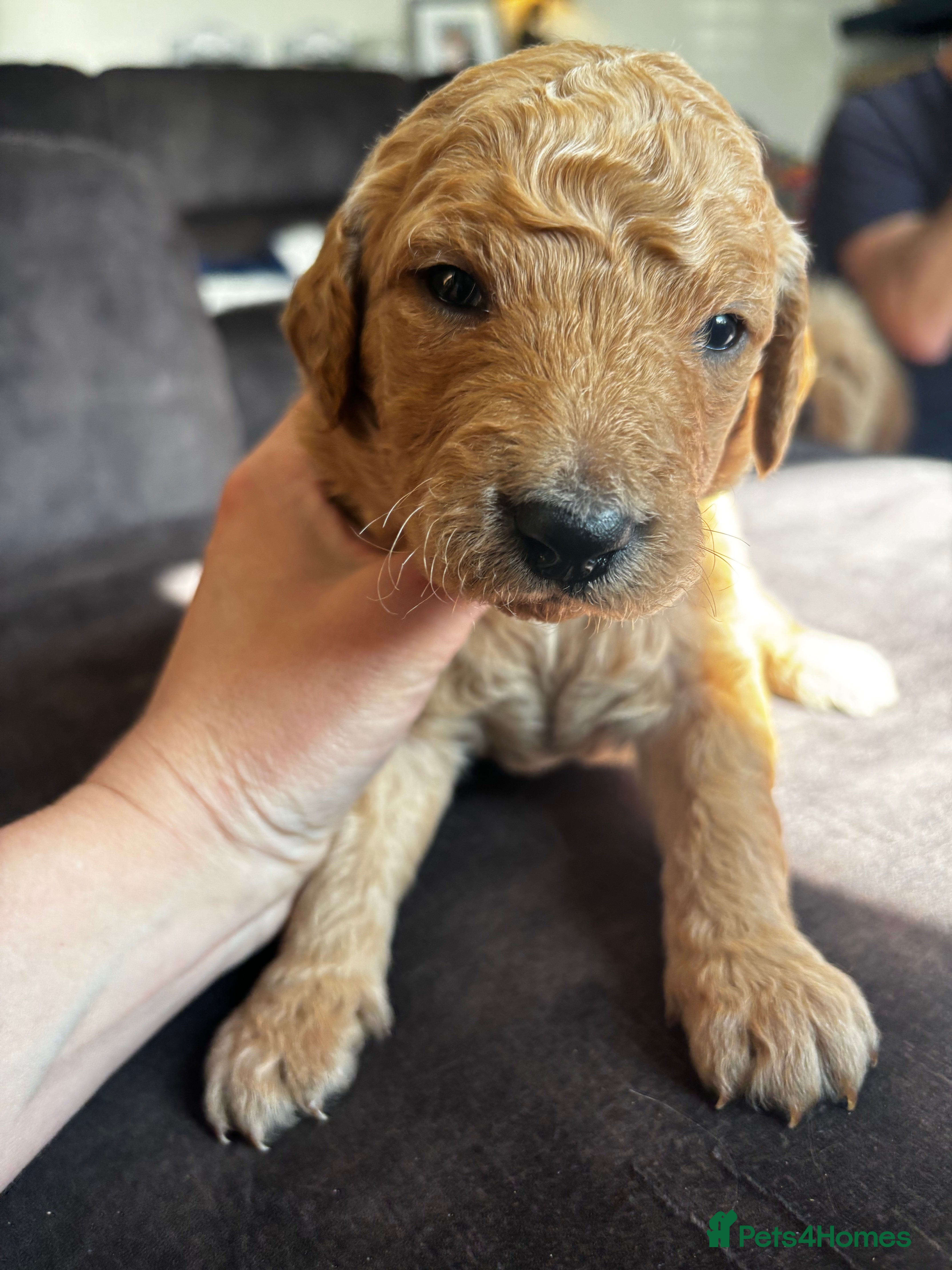 Double Doodle dogs for sale: Beautiful double/golden doodles from family pet - Advert 37