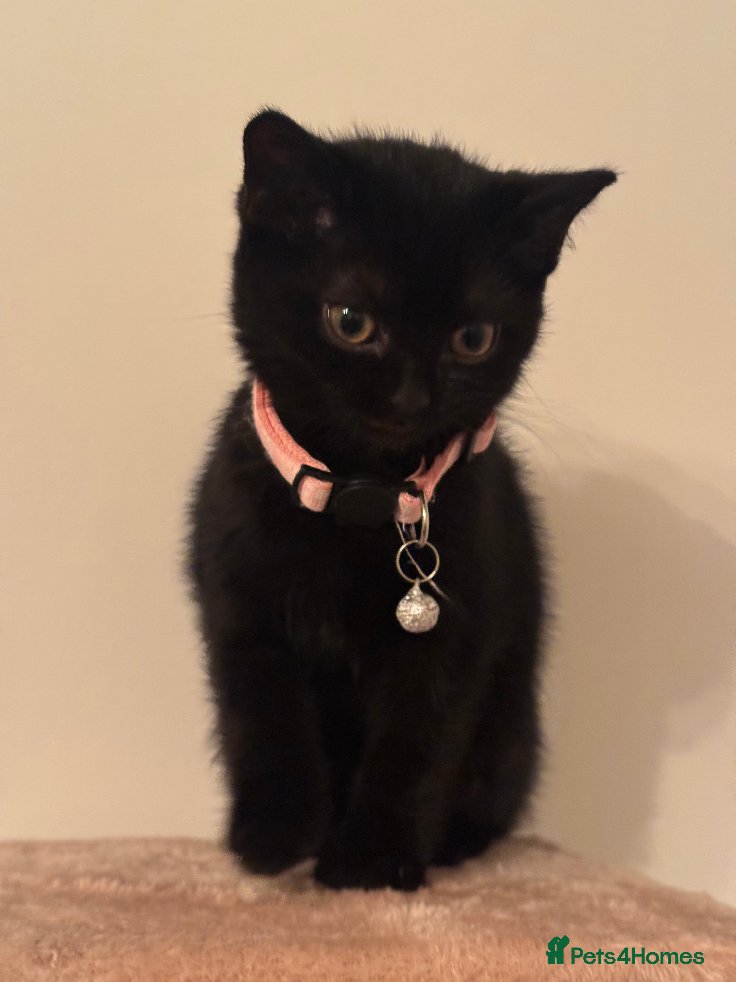 British Shorthair cats Cutie - Advert 5