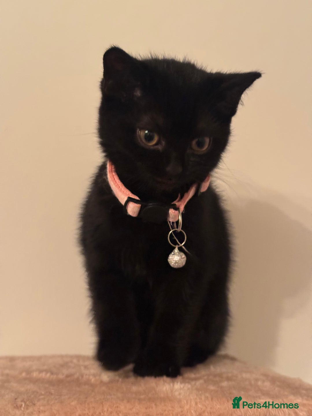 British Shorthair cats for sale: Cutie - Advert 1