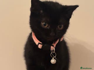 British Shorthair cats Cutie - Advert 5