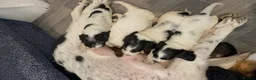 English Springer Spaniel dogs for sale: English springer spaniel puppies - Advert 17