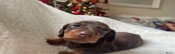 Miniature Dachshund dogs for sale: 🐾❤️ KC Reg Smooth Haired Miniature Dachshunds  - Advert 16