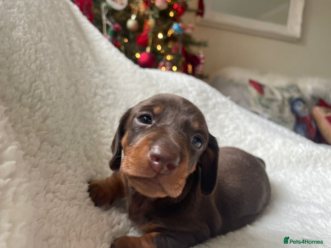 Miniature Dachshund dogs for sale: 🐾❤️ KC Reg Smooth Haired Miniature Dachshunds  - Advert 16