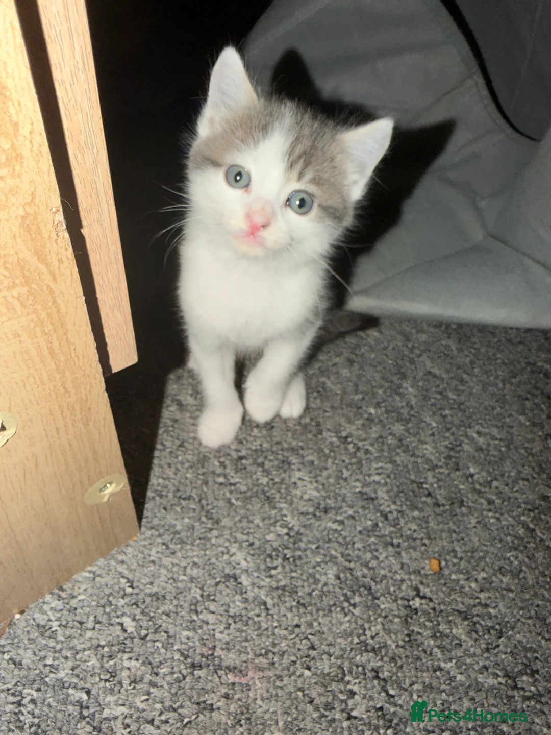 Mixed Breed cats for sale: 3 male kittens for sale  in Redhill - Advert 2