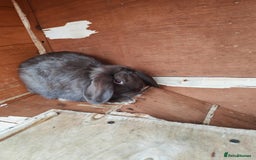 Mini Lop rabbits for sale: Rabbit  - Image 1