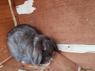 Mini Lop rabbits - Advert 30