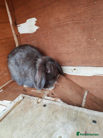 Mini Lop rabbits - Advert 18