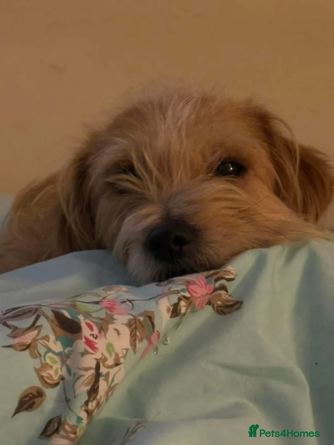 Mixed Breed dogs for adoption: Yara - Norwich Norfolk  - Advert 2