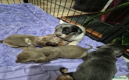 Dachshund dogs for sale: Standard daschunds - Image 2
