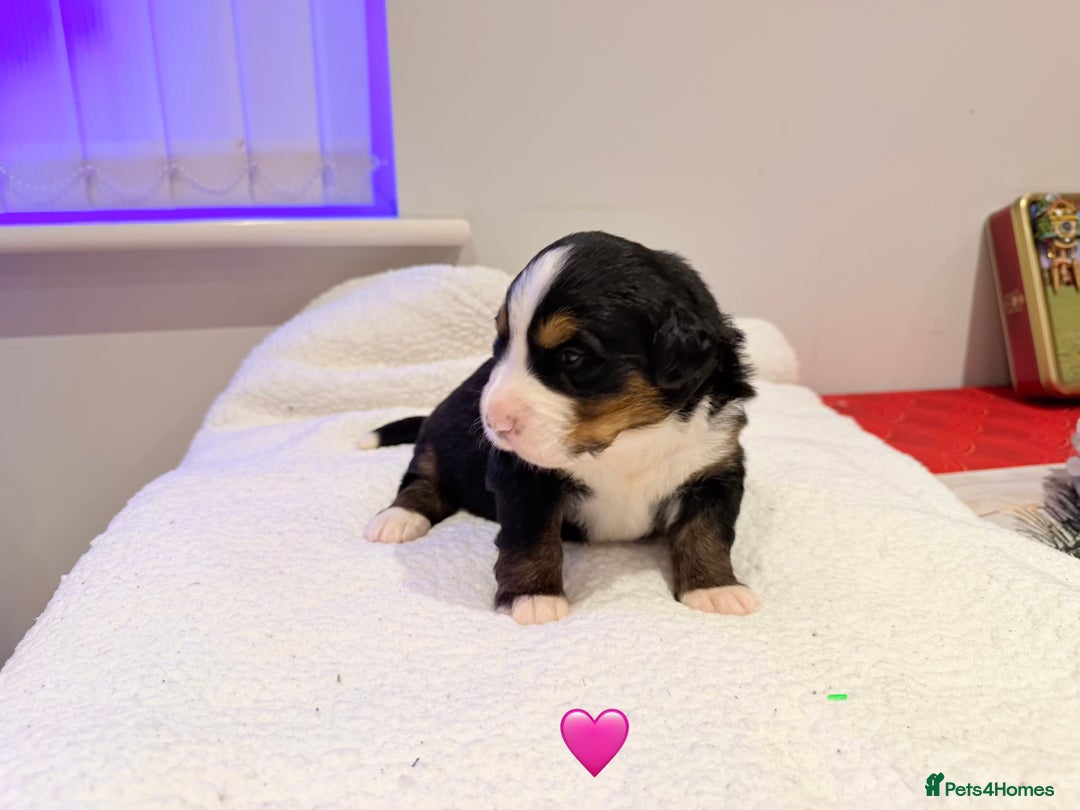 Bernese Mountain Dog dogs for sale: Stunning Pedigree Bernese Mountain Puppies - Advert 19