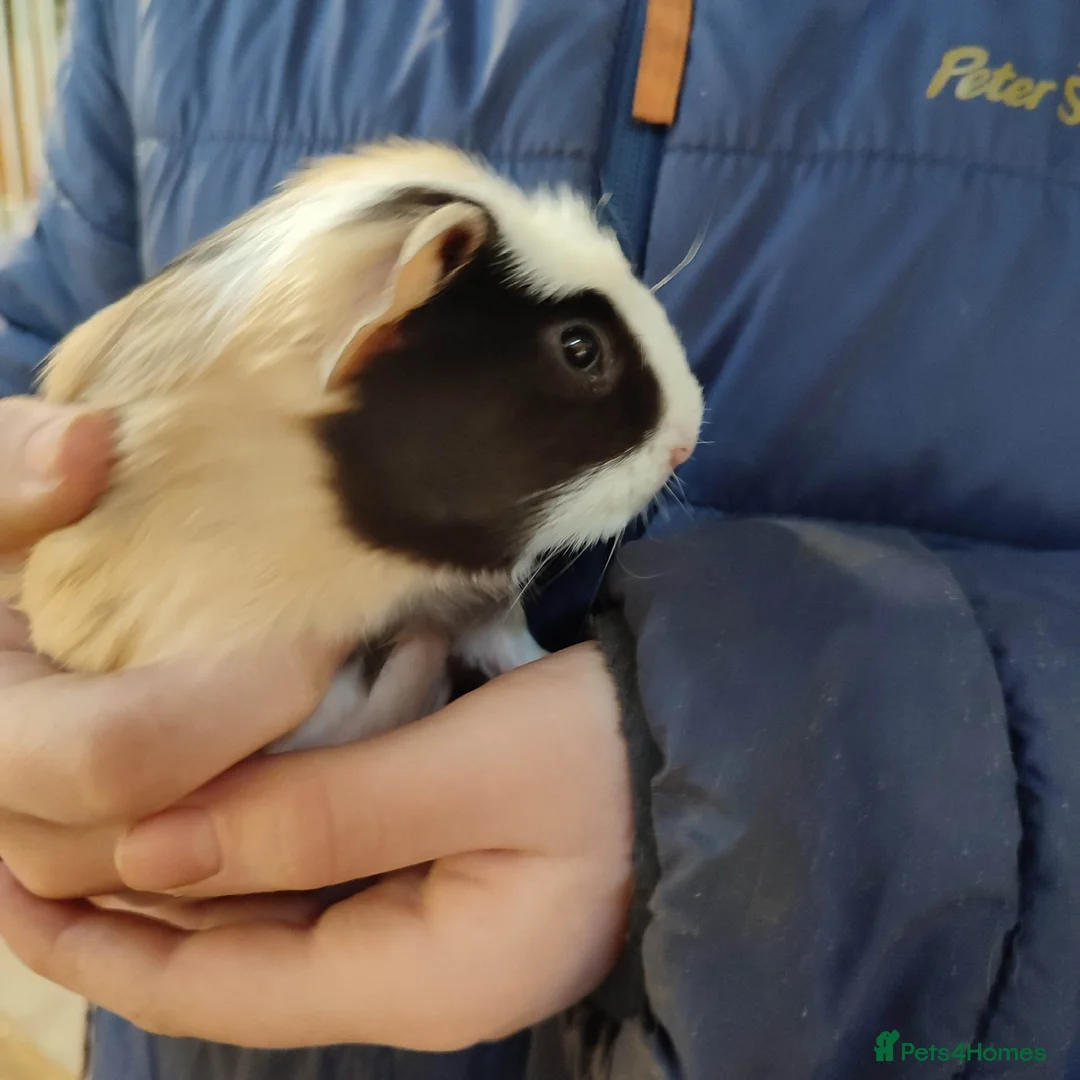 Guinea Pig rodents for sale: Guinea pigs for sale  - Advert 7