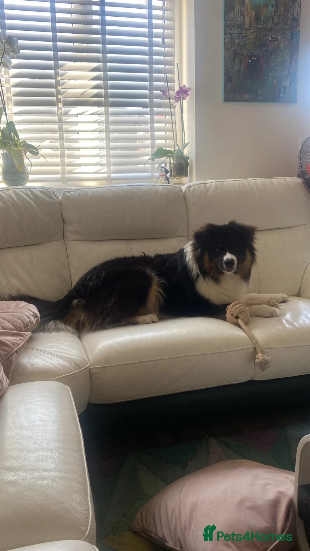 Australian Shepherd dogs for sale: Aussie Shepherd male. Intact   in Bedford - Advert 6