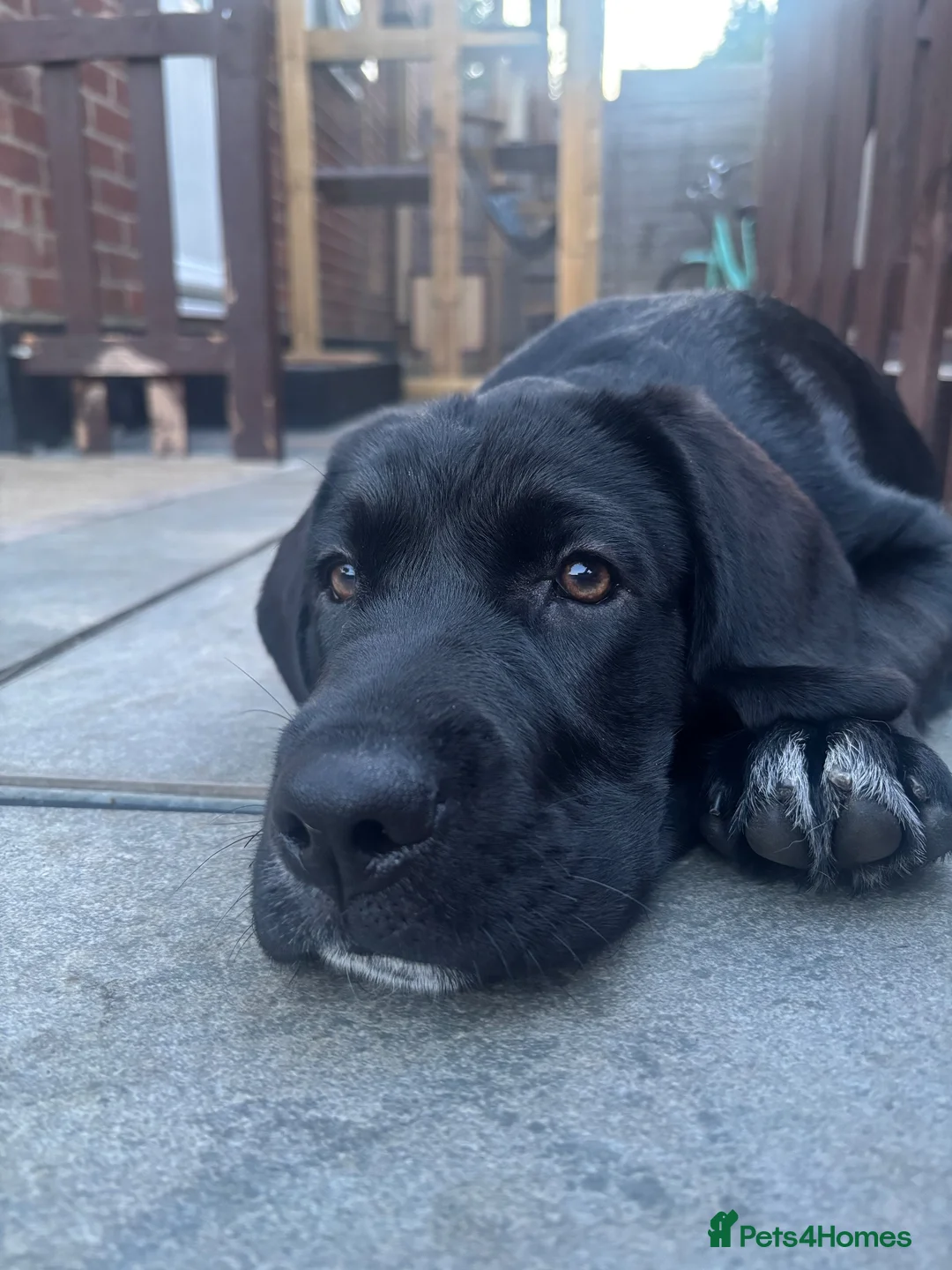 Mixed Breed dogs for sale: Koda  - Advert 2