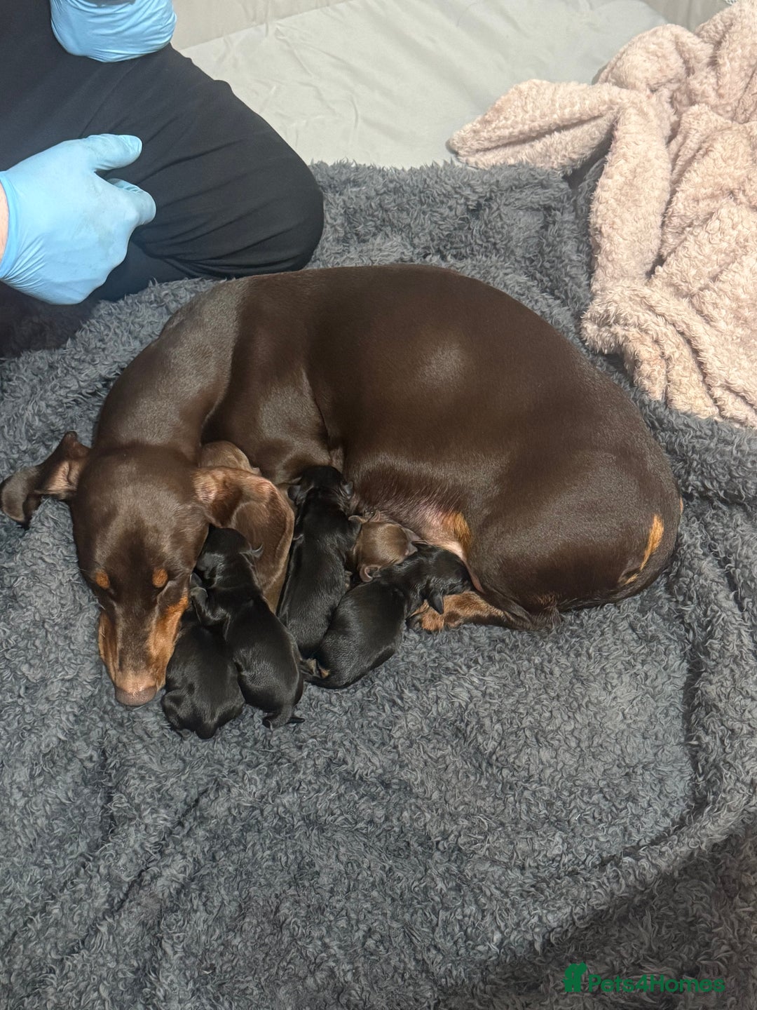 Dachshund dogs for sale: BEAUTIFUL DACHSHUNDS FUR BABIES!  - Advert 1