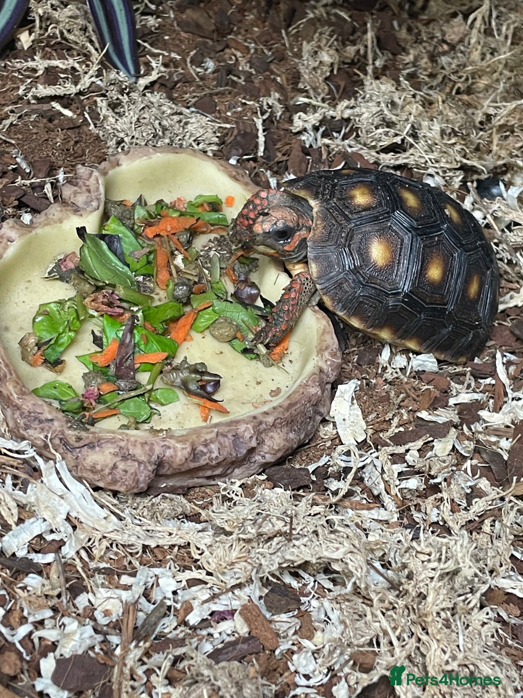 Tortoise reptiles for sale: baby red footed tortoise - Advert 3