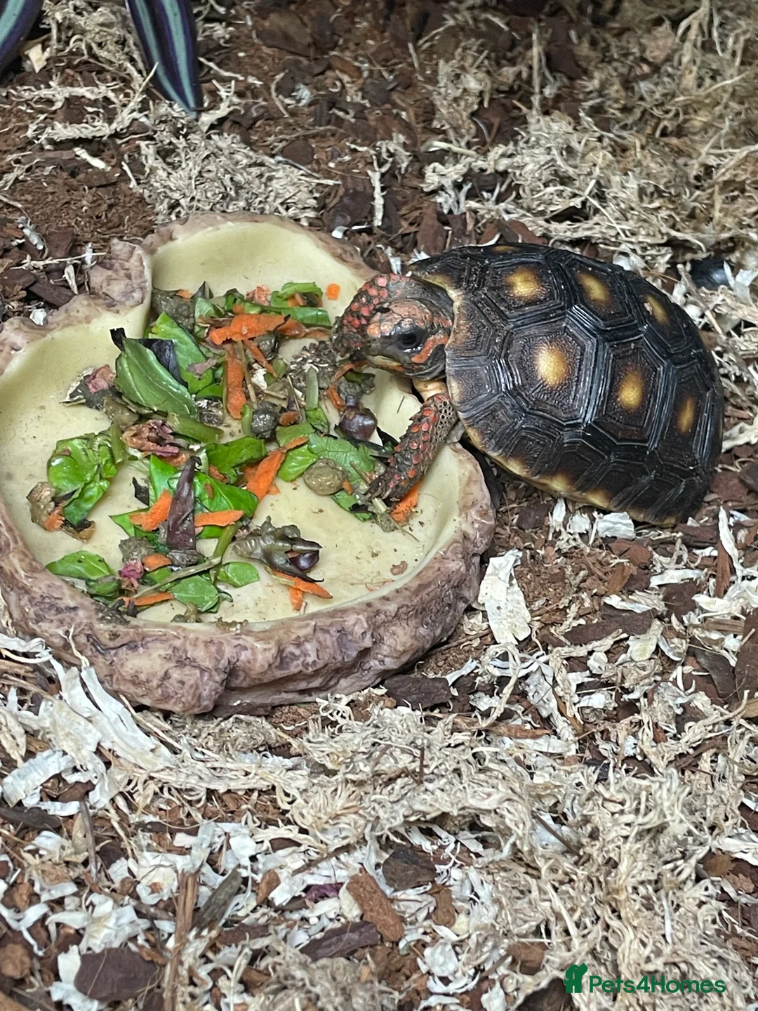 Tortoise reptiles for sale: baby red footed tortoise - Advert 3