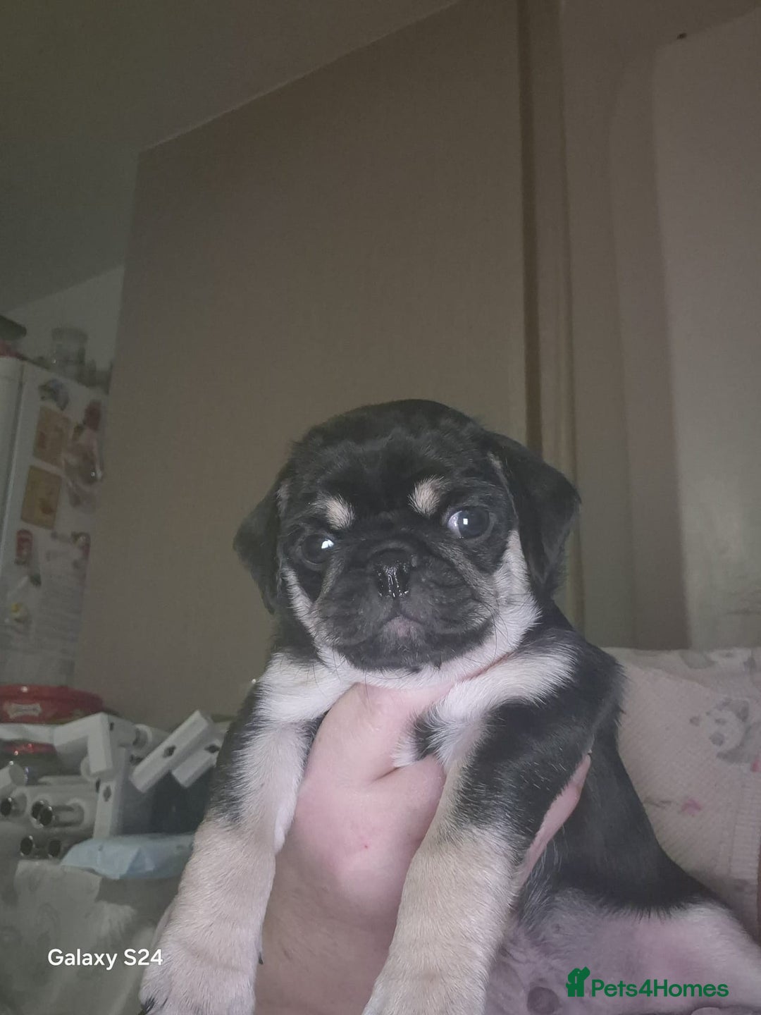 Pug dogs for sale: KC reg Pug puppies  - Advert 3