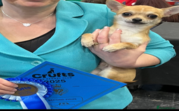 Chihuahua dogs for sale: KC Reg Crufts Qualified Smoothcoat little Boy  - Image 8