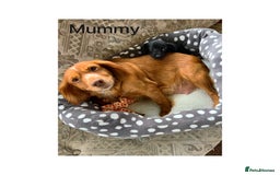 Cocker Spaniel dogs for sale: Beautiful Cocker Spaniel Puppies ❤️ - Image 7