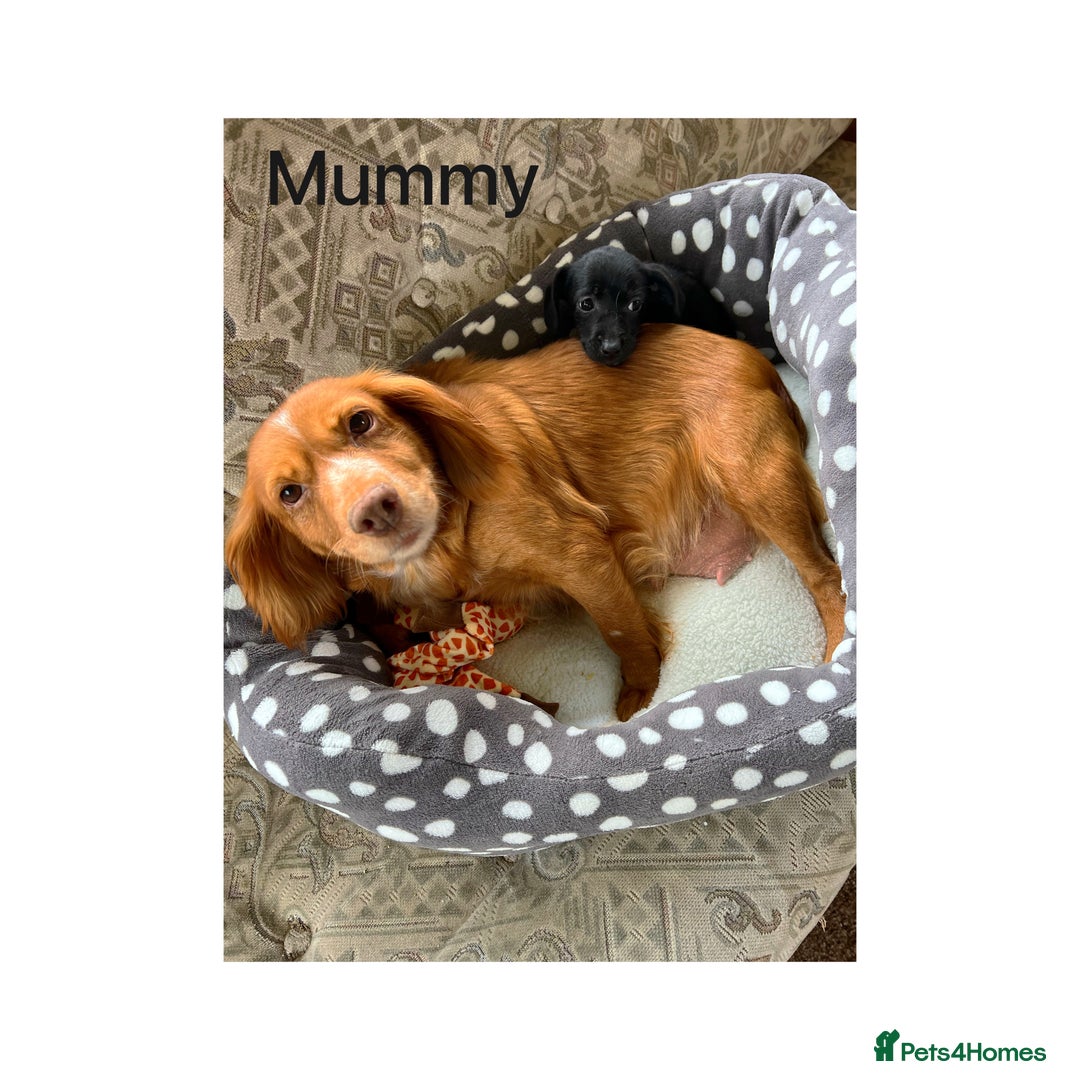 Cocker Spaniel dogs for sale: Beautiful Cocker Spaniel Puppies ❤️ - Image 7