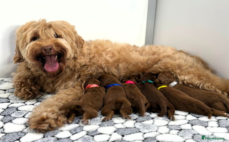 Australian Labradoodle dogs - Advert 2