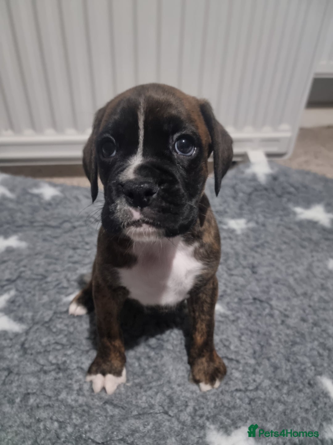 Boxer dogs Boxer puppy - Advert 3