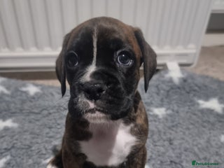 Boxer dogs Boxer puppy - Advert 3