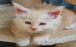 Maine Coon cats for sale: Beautiful Fluffy Maine Coon Kittens - Image 19