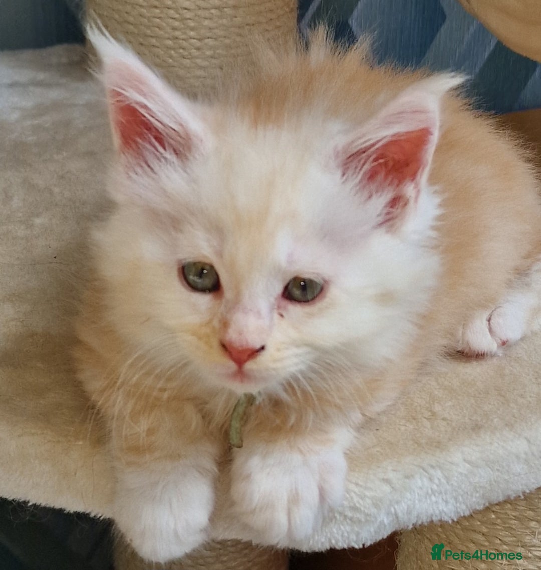 Maine Coon cats for sale: Beautiful Fluffy Maine Coon Kittens - Image 19