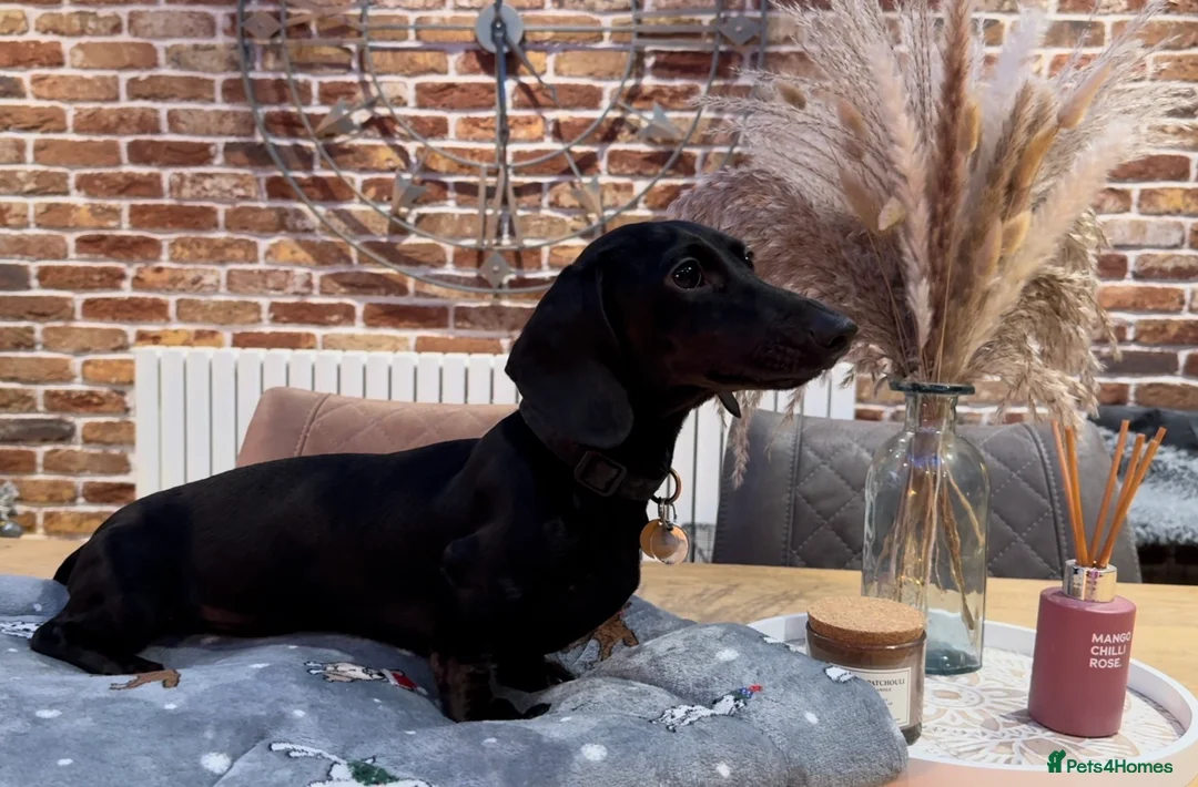 Miniature Dachshund dogs for stud: Rare KC Reg & Health Tested Miniature Dachshund in Rotherham - Advert 25