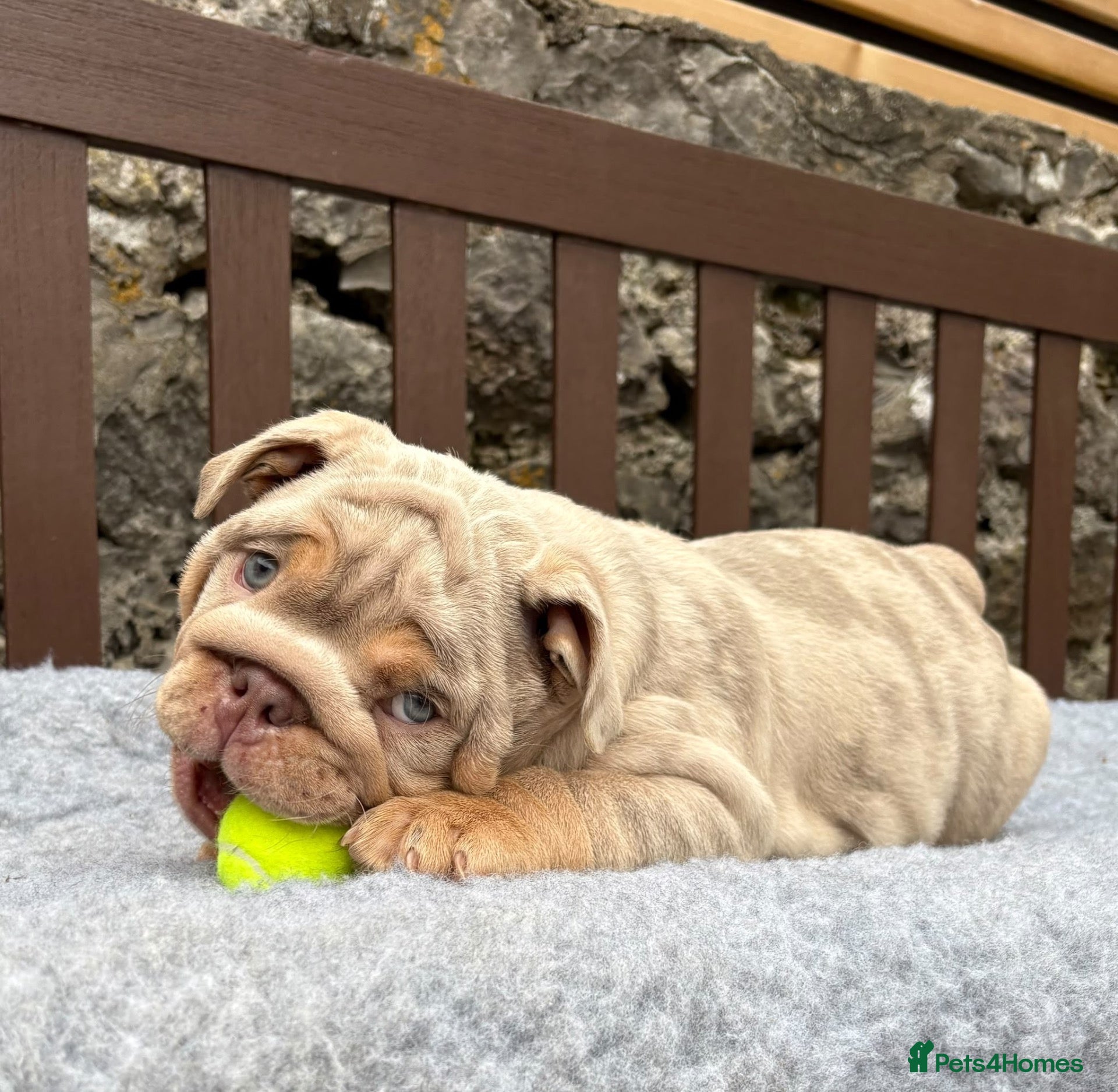 English Bulldog dogs Ready today! English bulldog puppies - Advert 1