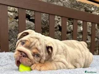 English Bulldog dogs Ready today! English bulldog puppies - Advert 1