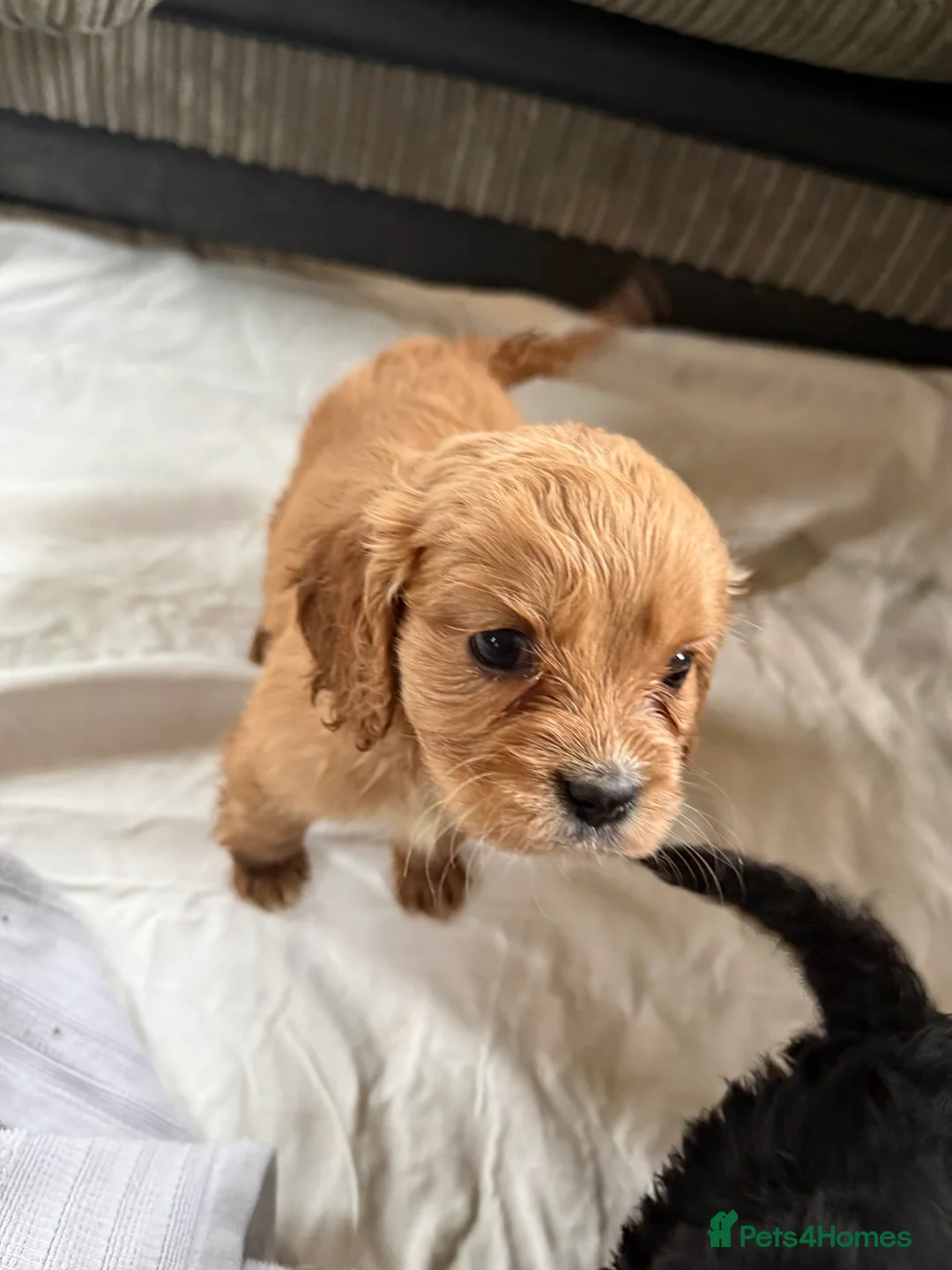 Mixed Breed dogs for sale: Mini Cavapoo puppy’s black and gold  - Advert 11