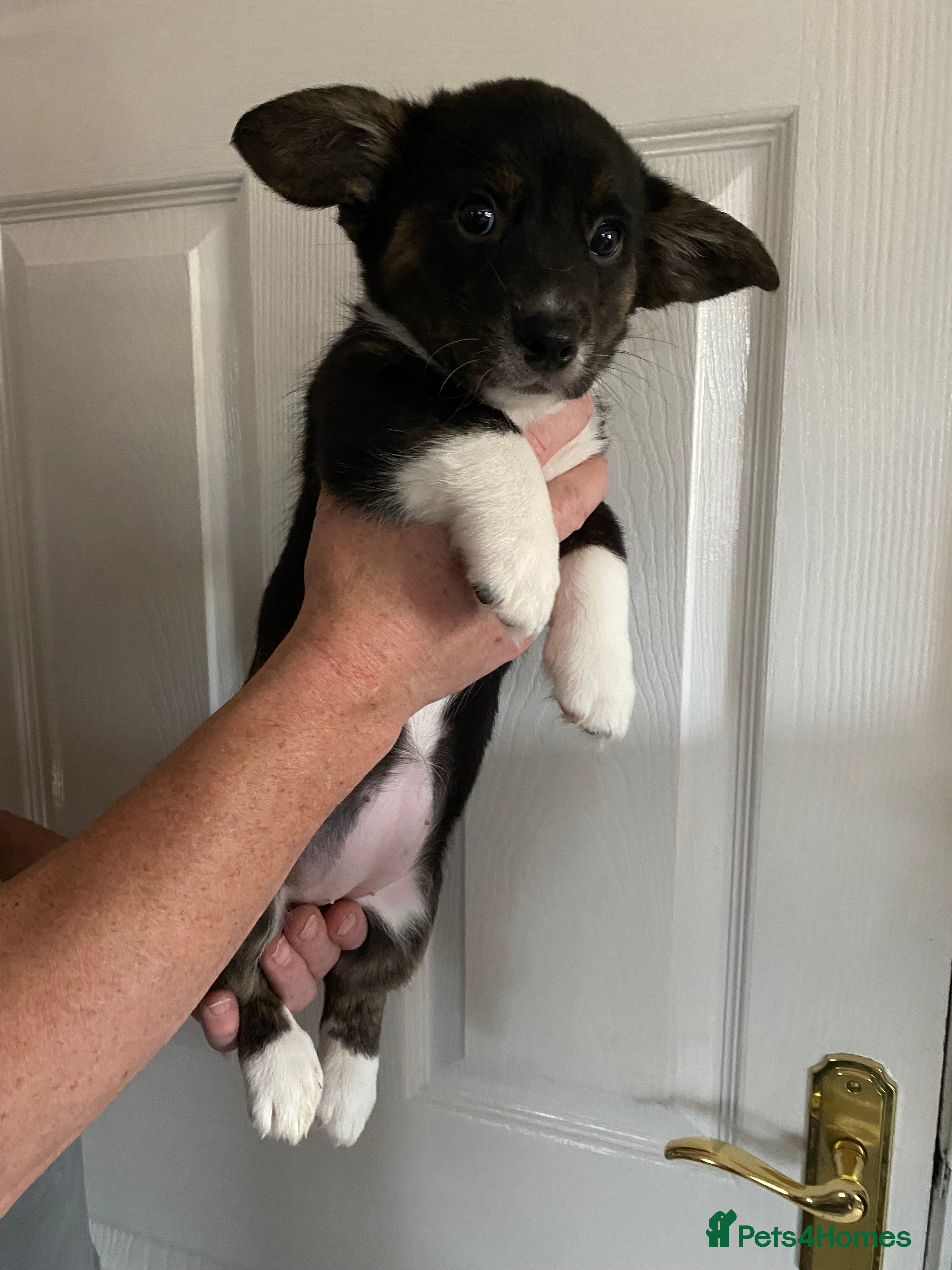 Welsh Corgi Cardigan dogs Welsh Cardigan Corgis by 5 ⭐️ Licensed Breeder - Advert 3